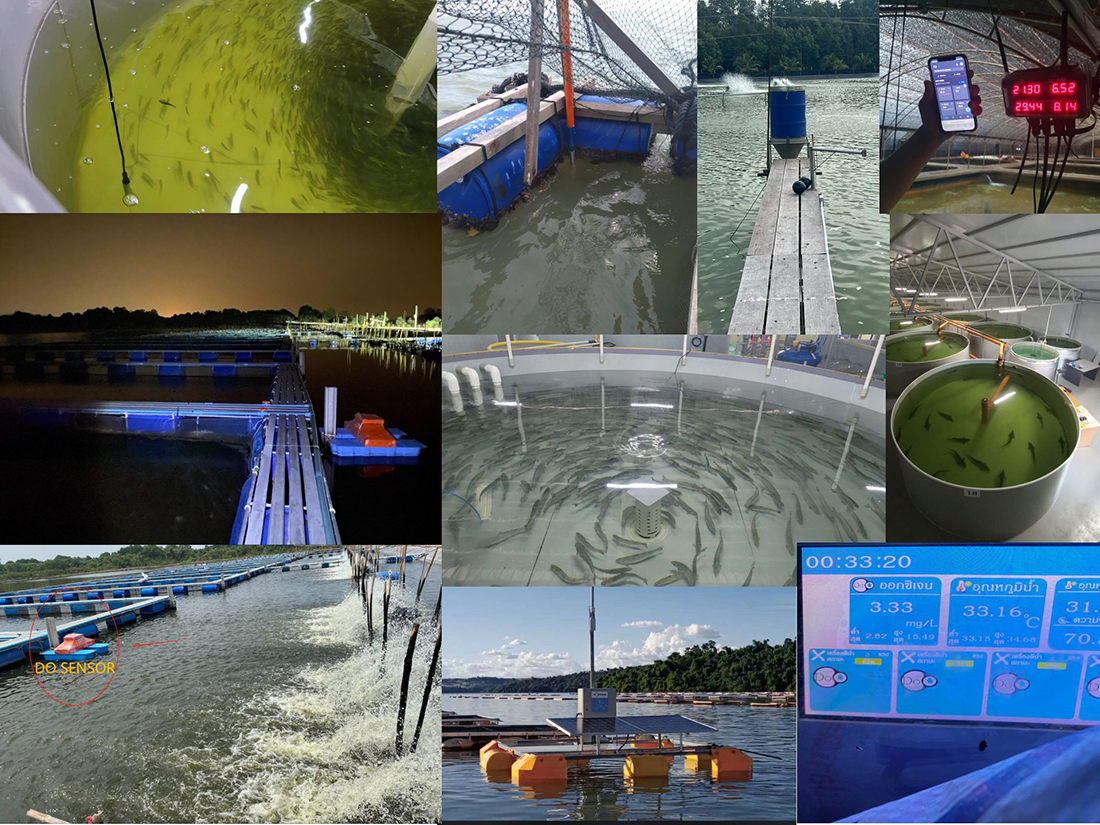Dissolved Oxygen Sensor in Aquaculture Cases
