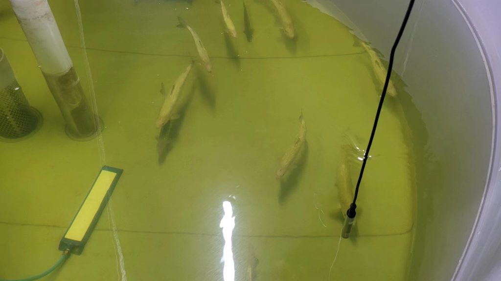Dissolved oxygen sensor used in fish pond