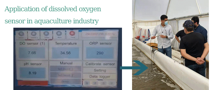 Dissolved Oxygen sensor in Aquaculture