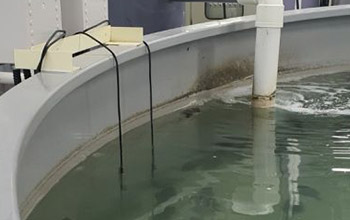 fluorescent dissolved oxygen sensor-DS380